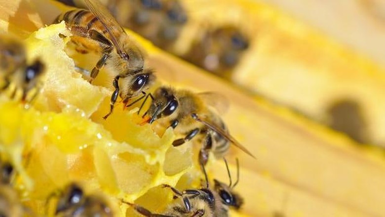 Sebabkan Kematian Lebah, Petani di Austria Dibui Sebabkan Kematian Lebah, Petani di Austria Dibui