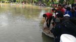 Foto: Gubernur Djarot Lepas 50 Ribu Benih Ikan di Taman Situ Lembang