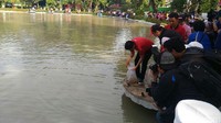 Benih ikan yang akan dilepas sebanyak 50.000 yang terdiri dari 40.000 ikan nila dan 10.000 ikan lele. Djarot juga akan melepas sepasang ikan koi miliknya yang berasal dari Blitar. (Foto: Samsudhuha Wildansyah/detikcom)