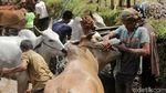 Foto: Tradisi Balap Sapi Khas Minang