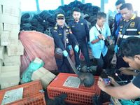 Bea Cukai Dumai Gagalkan Penyelundupan 96 Ekor Trenggiling