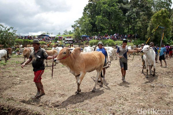 Digilir di lima kecamatan di Kabupater Tanah Datar, tradisi Pacu Jawi ini pun selalu dinanti baik oleh masyarakat sekitar maupun turis asing (Randy/detikTravel) Digilir di lima kecamatan di Kabupater Tanah Datar, tradisi Pacu Jawi ini pun selalu dinanti baik oleh masyarakat sekitar maupun turis asing (Randy/detikTravel)