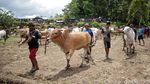 Foto: Tradisi Balap Sapi Khas Minang
