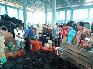 Bea Cukai Dumai Gagalkan Penyelundupan 96 Ekor Trenggiling
