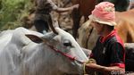 Foto: Tradisi Balap Sapi Khas Minang