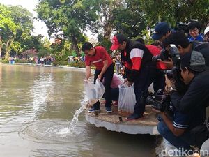 Gubernur Djarot Lepas 50 Ribu Benih Ikan di Taman Situ Lembang