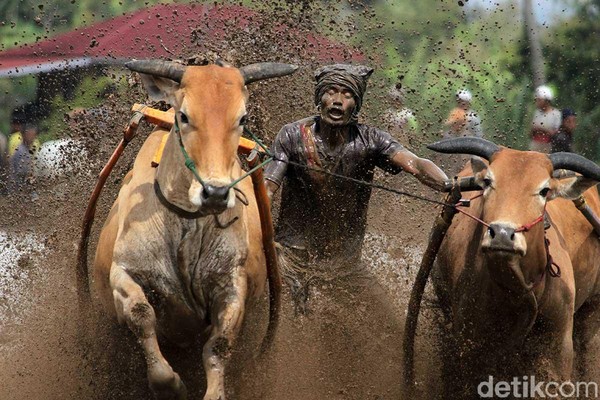 Dalam hitungan detik, sontak kedua sapi yang dilepaskan langsung berlari layaknya banteng melihat warna merah. Keahlian sang joki untuk menuntun kedua sapi tanpa terlepas pun langsung diuji. Cipratan lumpur pun langsung mengguyur sang joki (Randy/detikTravel) Dalam hitungan detik, sontak kedua sapi yang dilepaskan langsung berlari layaknya banteng melihat warna merah. Keahlian sang joki untuk menuntun kedua sapi tanpa terlepas pun langsung diuji. Cipratan lumpur pun langsung mengguyur sang joki (Randy/detikTravel)