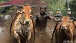 Foto: Tradisi Balap Sapi Khas Minang