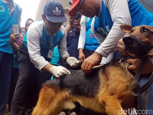 Sukabumi Daerah Tertular Rabies Tertinggi di Jabar