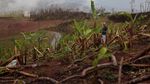 Berbelanja di Reruntuhan Puing Supermarket Puerto Rico