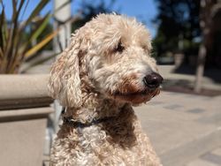 Melihat Hasil Jepretan Rajanya Kamera Ponsel