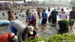 Keceriaan Tangkap Ikan Saat Panen Raya di Mojokerto