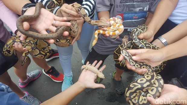 Saat Ular dan Iguana Ikut CFD di Bundaran HI