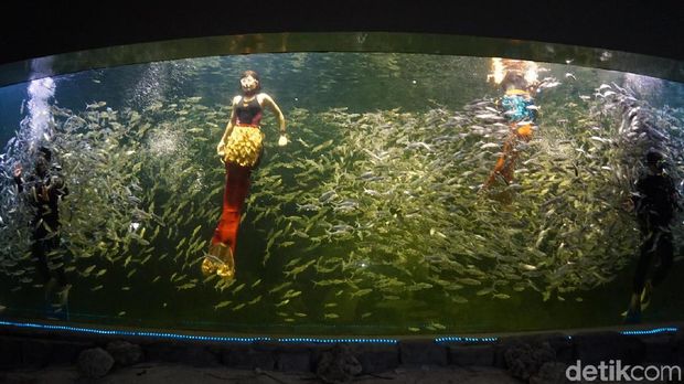 Asyik! d'Traveler Belajar Aneka Satwa dan Tumbuhan di Ancol