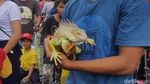 Potret Ular Molu Albino, Piton sampai Tokek Pakistan Masuk Jakarta