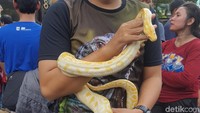 Kita di sini ingin mengubah paradigma masyarakat tentang reptil. Sebagai wadah edukasi, reptil bisa bersahabat dengan manusia, kata Ketua Komunitas De Bar, Novriandy saat diwawancara di dekat Bundaran HI, Jl MH Thamrin, Jakarta, Minggu (8/10/2017). Foto: Zunita Amalia Putri/detikcom