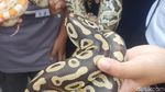 Potret Ular Molu Albino, Piton sampai Tokek Pakistan Masuk Jakarta