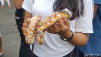 Ternyata ular juga bisa diajak pose sambil senyum-senyum. Foto: Zunita Amalia Putri/detikcom