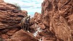 Foto: Ini Penni, Anjing yang Suka Hiking