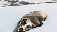 Area bebas es yang unik ini meliputi danau beku dan daerah dataran terbuka yang memiliki suhu rendah, curah hujan dan kadar garam yang rendah. Oleh karena itu akan sedikit sekali ditemukannya kehidupan di wilayah ini (Dok. Oceanwide Expeditions)