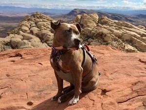 Kisah Sedih di Balik Anjing yang Doyan Hiking