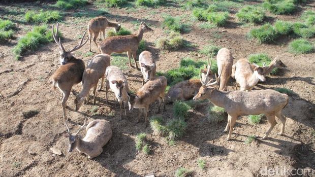 Selain Seperti di Luar Negeri, Ini yang Menarik Lainnya di Ranca Upas