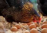 Peniliti Jepang Kembangkan Ayam Penghasil Telur dengan Kandungan Obat Penting