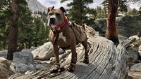 Setiap mau hiking, Penni mengenakan sepatu kecil khusus untuknya dan membawa tas di punggung (pennidog/Instagram)