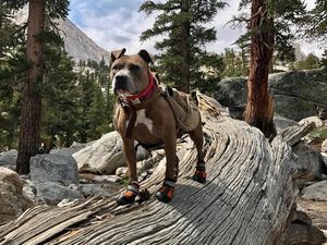 Foto: Ini Penni, Anjing yang Suka Hiking