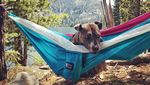 Foto: Ini Penni, Anjing yang Suka Hiking