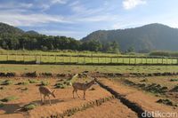 (Wisma Putra/detikTravel)