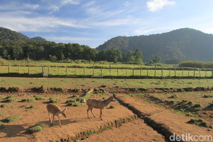 Ini Cara Liburan di Bandung, Dompet Aman dan Hati Senang