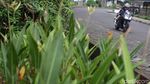 Ngebut dengan CBR250RR di Jalanan Jakarta