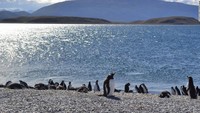 Apabila dulu masyarakat Ushuaia mengandalkan peternakan domba, kini pariwisata telah menjadi sektor baru yang menjanjikan. Tak sedikit wisatawan yang datang untuk melihat penguin di Isla Martillo secara langsung (CNN)