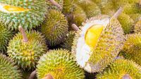 Ini Alasan Buah Durian Tak Boleh Dibawa Masuk ke Transportasi Umum!