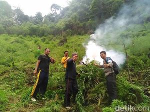 3 Hektare Ladang Ganja di Mandailling Natal Dicabut dan Dibakar