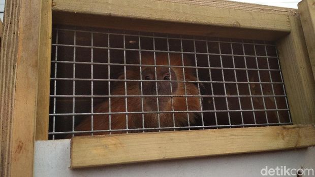 siap dilepas di alam liar