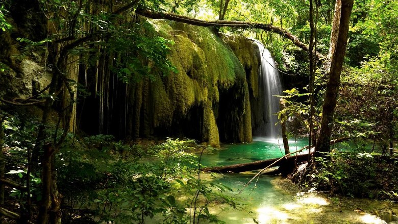 Download 7800 Gambar Flora Dan Fauna Di Ntb Paling Baru 