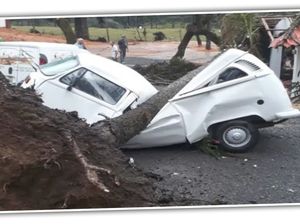 Ajaib, Sudah Tertimpa Pohon dan Ringsek, VW Kombi Masih Bisa Jalan