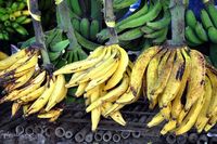 Mau Buat Pisang Goreng atau Cake Ini 5 Jenis Pisang yang Mau Buat Pisang Goreng atau Cake Ini 5 Jenis Pisang yang