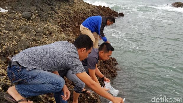 pelepasan benih lobster