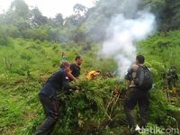 3 Hektare Ladang Ganja di Mandailling Natal Dicabut dan Dibakar