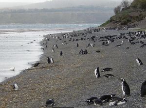 Kota Ujung Dunia Ushuaia Dituding Jadi Sumber Virus Hanta