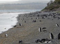 Kota Ujung Dunia Ushuaia Dituding Jadi Sumber Virus Hanta