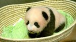 Gemas, Kebun Binatang Tokyo Tambah Koleksi Bayi Panda