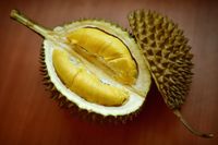 Peneliti Beberkan Fakta Ilmiah Dibalik Bau Menyengat Durian