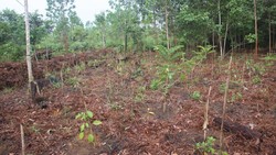 Klinik ASRI memiliki sistem pelayanan kesehatan unik. Ada diskon bagi warga desa yang tidak melakukan penebangan liar dan bayarnya bisa pakai bibit pohon.