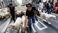 Peristiwa itu terjadi pada Senin (9/10/2017) kemarin. Para peternak mendatangi pusat kota dan melepas domba-domba mereka ke jalanan utama Lyon./Foto: REUTERS/Robert Pratta