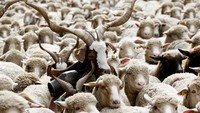 Naiknya jumlah serigala itu yang memicu protes para peternak di Lyon./Foto: REUTERS/Robert Pratta