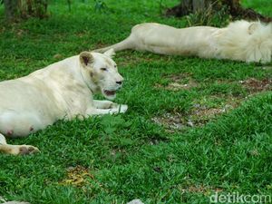 Ini Singa Afrika dan Kanguru Albino di Ancol